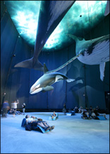 OZEANEUM, Stralsund, formverleimte Liegen für Saal "1 : 1 Riesen der Meere"